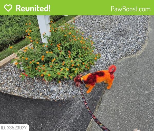 Reunited Male Dog last seen Watford Lane and Mine Road in Fredericksburg, Va, Fredericksburg, VA 22408