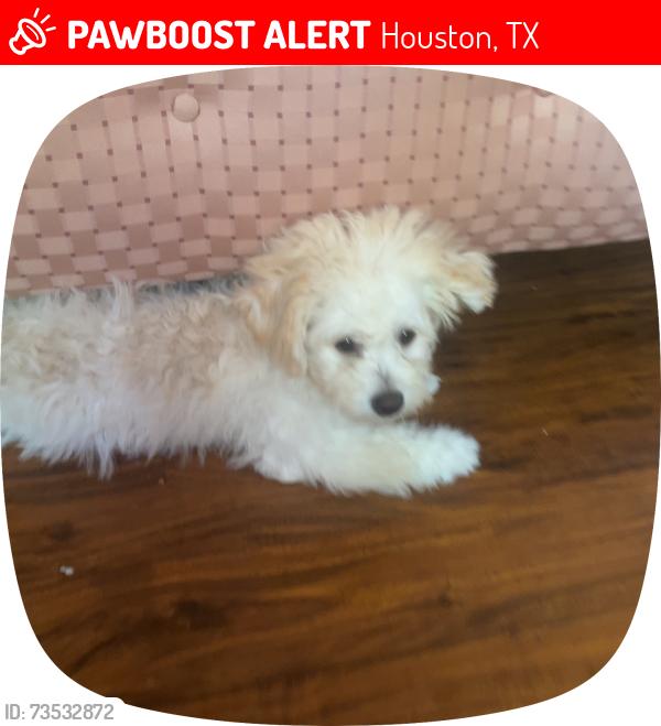 Lost Female Dog last seen Enero dr 14902, Houston, TX 77083