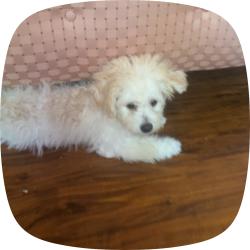Lost Female Dog last seen Enero dr 14902, Houston, TX 77083