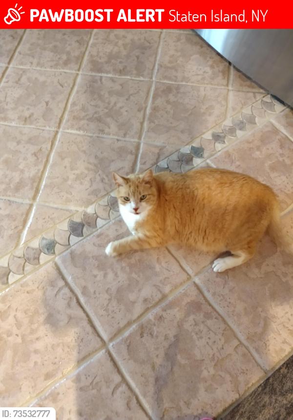 Lost Male Cat last seen IBSEN AVE AND WOEHRLE, Staten Island, NY 10312