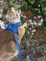 Lost Male Cat last seen Napa st, Napa, CA 94559