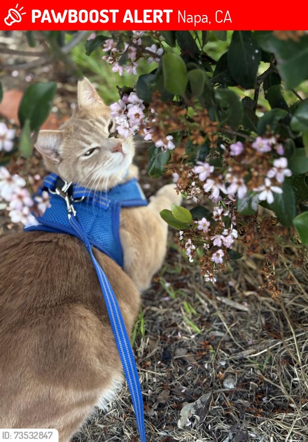 Lost Male Cat last seen Napa st, Napa, CA 94559