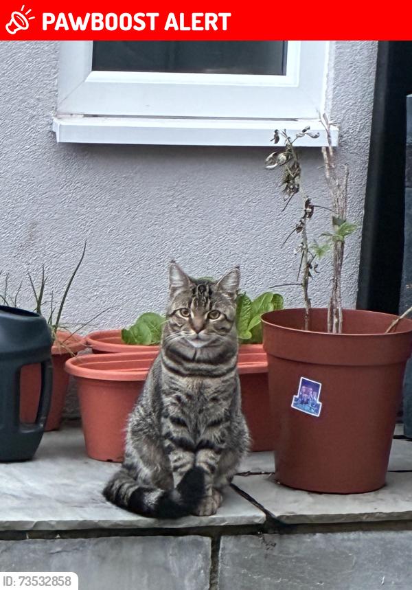 Lost Male Cat last seen Llewellyn Street, Merthyr Tydfil County Borough, Wales CF47 8SR