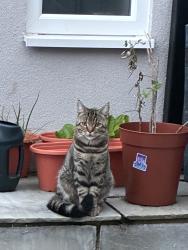 Lost Male Cat last seen Llewellyn Street, Merthyr Tydfil County Borough, Wales CF47 8SR