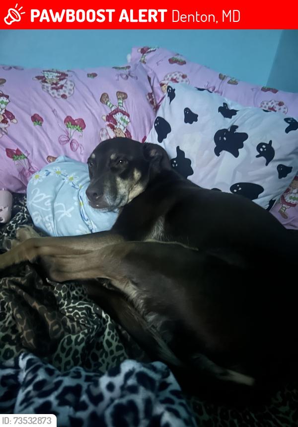 Lost Female Dog last seen Legion street, Denton, MD 21629