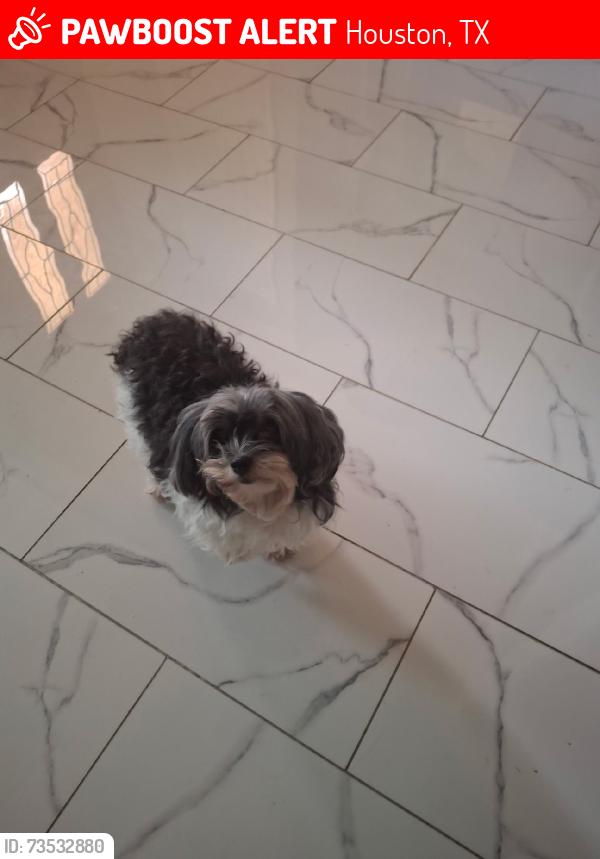 Lost Female Dog last seen Enero dr 14904, Houston, TX 77083