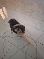 Lost Female Dog last seen Enero dr 14904, Houston, TX 77083