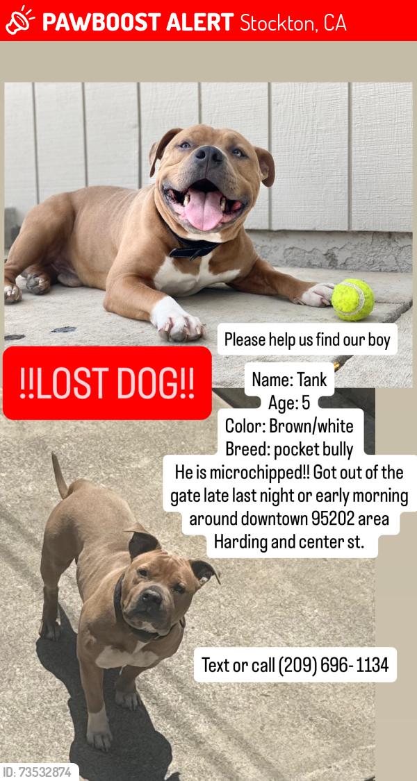 Lost Male Dog last seen Harding, Center St., Stockton, CA 95202
