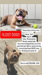 Lost Male Dog last seen Harding, Center St., Stockton, CA 95202