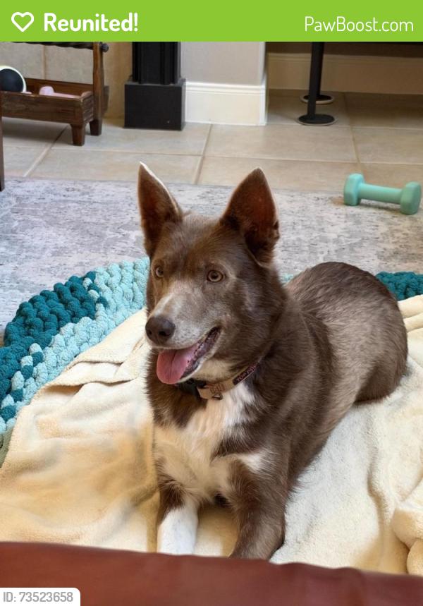Reunited Female Dog last seen Shady River and Misty Creek, Missouri City, TX 77459