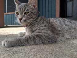 Lost Female Cat last seen Manor apts parking lot, Dallas, TX 75219