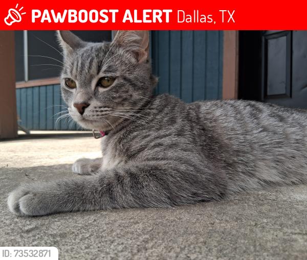 Lost Female Cat last seen Manor apts parking lot, Dallas, TX 75219