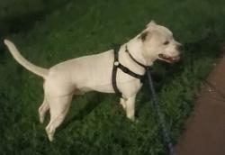 Lost Male Dog last seen Near apmt complex, Kansas City, MO 64127