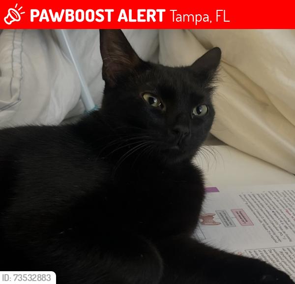 Lost Female Cat last seen Village terrace dr/ village view, Tampa, FL 33624