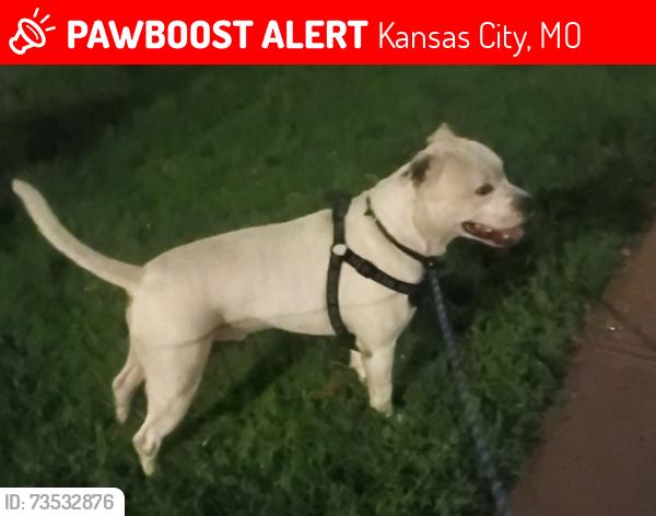 Lost Male Dog last seen Near apmt complex, Kansas City, MO 64127