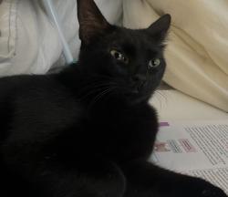 Lost Female Cat last seen Village terrace dr/ village view, Tampa, FL 33624