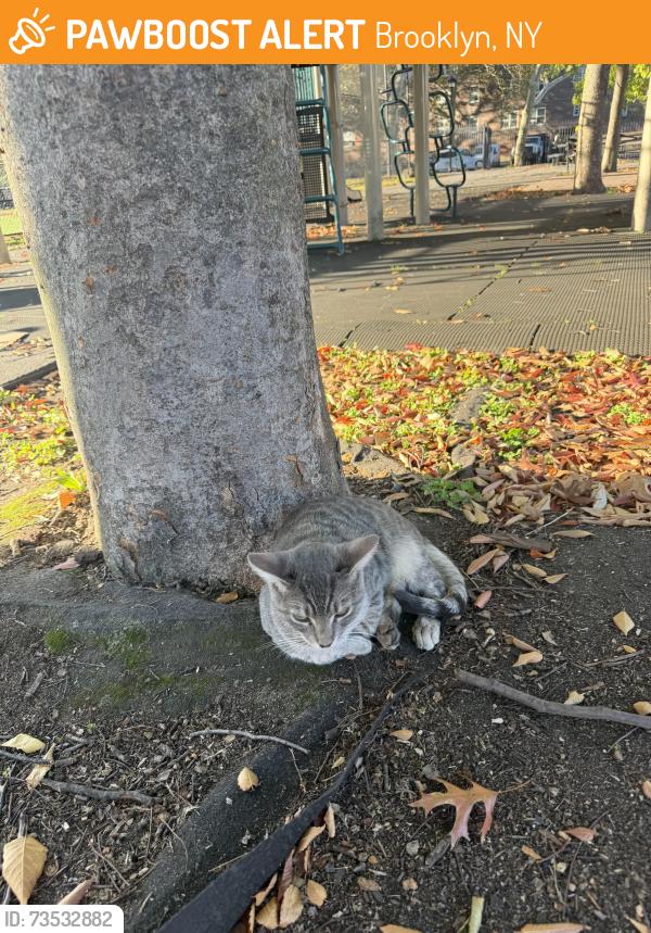 Found/Stray Unknown Cat last seen Cypress hills playground, Brooklyn, NY 11208