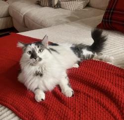 Reunited Male Cat last seen Near W Belmont Red Trail, San Tan Valley, AZ 85143, USA, San Tan Valley, AZ 85143