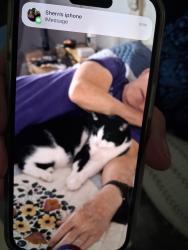 Lost Male Cat last seen Braxton dr. Hudson, Hudson, FL 34667