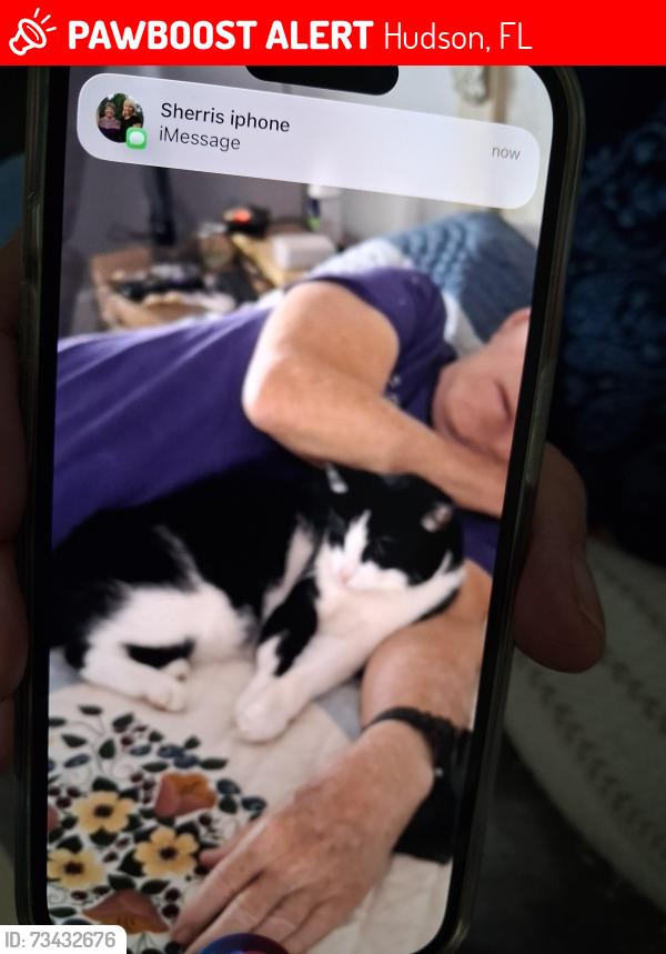 Lost Male Cat last seen Braxton dr. Hudson, Hudson, FL 34667