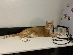 Reunited Female Cat last seen Jackson elementary, Evans, CO 80620