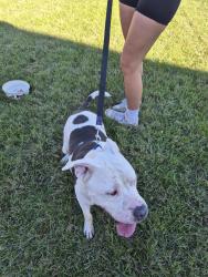 Found/Stray Female Dog last seen Stone River Court, Louisville, KY 40299