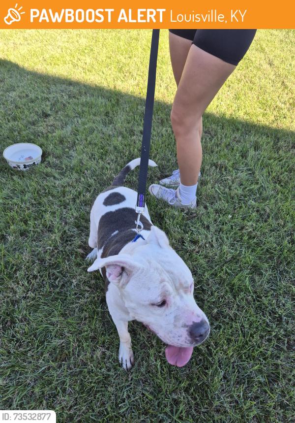 Found/Stray Female Dog last seen Stone River Court, Louisville, KY 40299