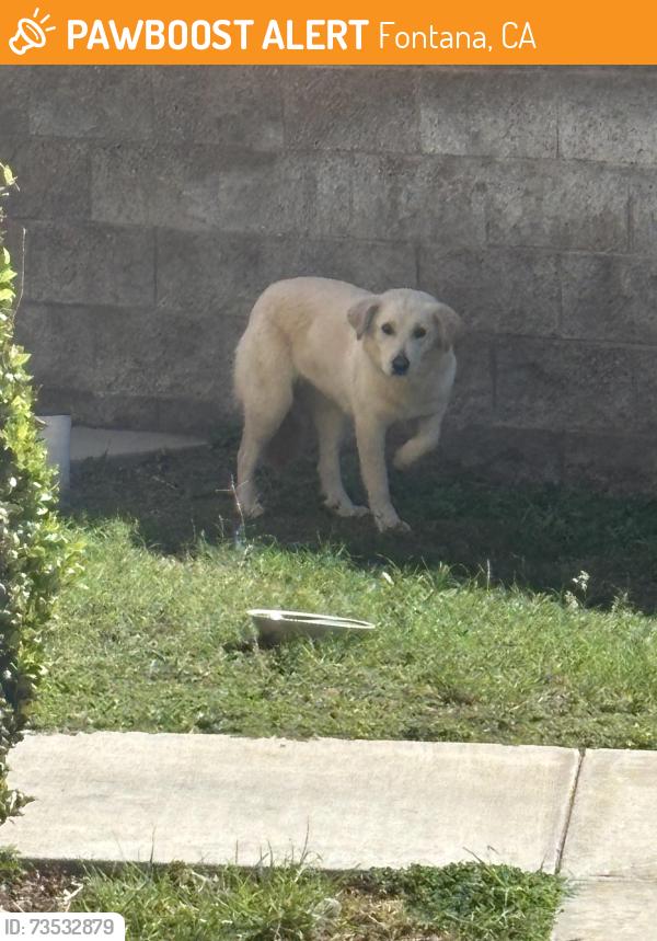 Found/Stray Unknown Dog last seen Contenta Ct and clbh Rd (Sierra Lakes), Fontana, CA 92336