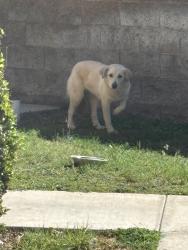 Found/Stray Unknown Dog last seen Contenta Ct and clbh Rd (Sierra Lakes), Fontana, CA 92336