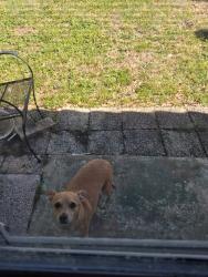 Reunited Male Dog last seen Indigo Dr, Clearwater, Clearwater, FL 33763