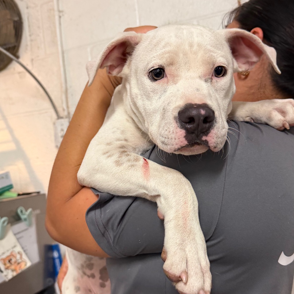 Shelter Stray Female Dog last seen , 2451 N Expressway 281, Edinburg, TX 78541, USA