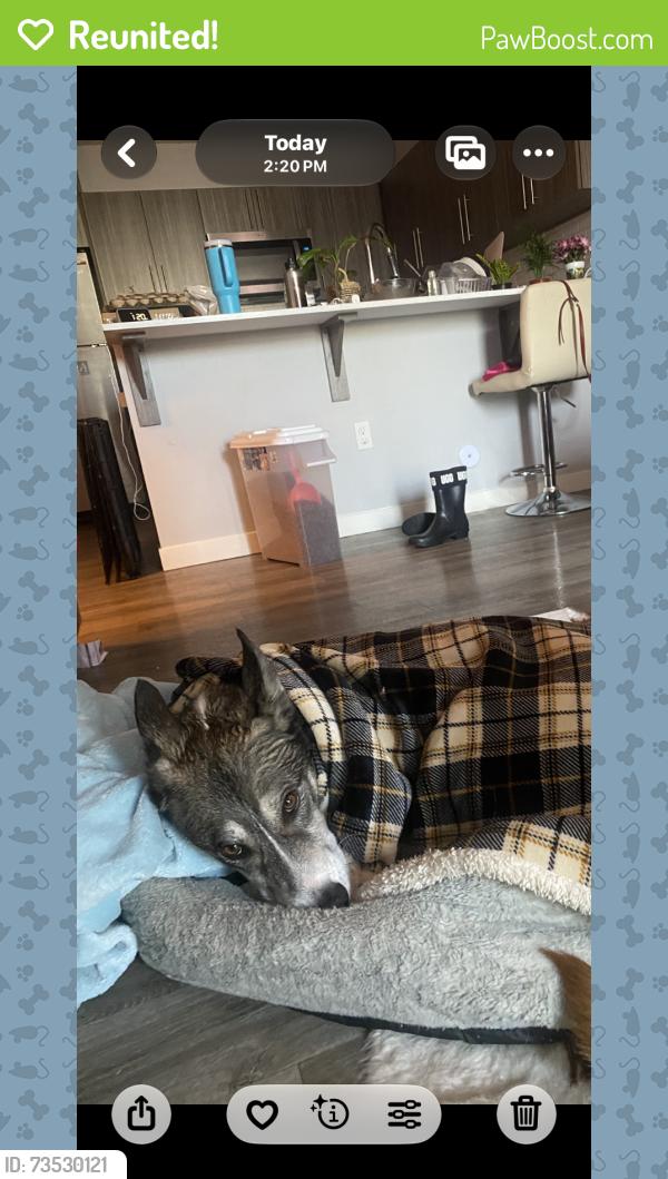 Reunited Male Dog last seen east on purple sage Rd, Canyon County, ID 83644