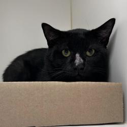 Shelter Stray Male Cat last seen , Animal Care & Control Team of Philly, 111 W Hunting Park Ave, Philadelphia, PA 19140, USA