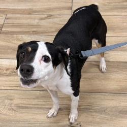 Shelter Stray Unknown Dog last seen , 124 Evergreen Ave, Newark, NJ 07114, USA