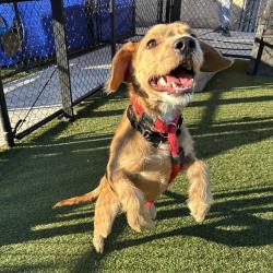 Shelter Stray Female Dog last seen , Animal Care & Control Team of Philly, 111 W Hunting Park Ave, Philadelphia, PA 19140, USA
