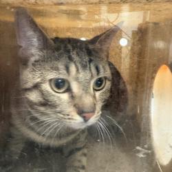 Shelter Stray Male Cat last seen , Animal Care & Control Team of Philly, 111 W Hunting Park Ave, Philadelphia, PA 19140, USA