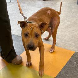 Shelter Stray Female Dog last seen , Animal Care & Control Team of Philly, 111 W Hunting Park Ave, Philadelphia, PA 19140, USA