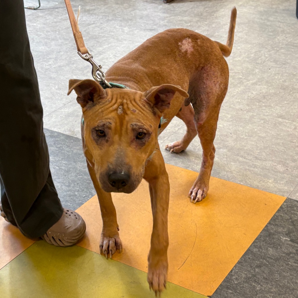 Shelter Stray Female Dog last seen , Animal Care & Control Team of Philly, 111 W Hunting Park Ave, Philadelphia, PA 19140, USA