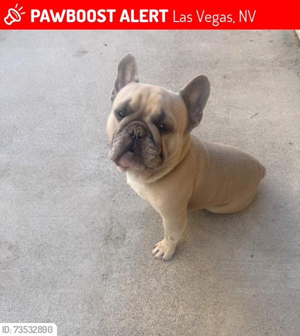 Lost Male Dog last seen Cimarron and Ducharme, Las Vegas, NV 89145