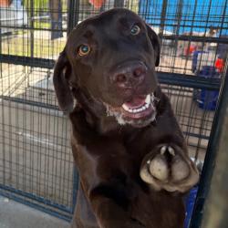 Shelter Stray Male Dog last seen , 141 Canna Ln, Lake Jackson, TX 77566, USA
