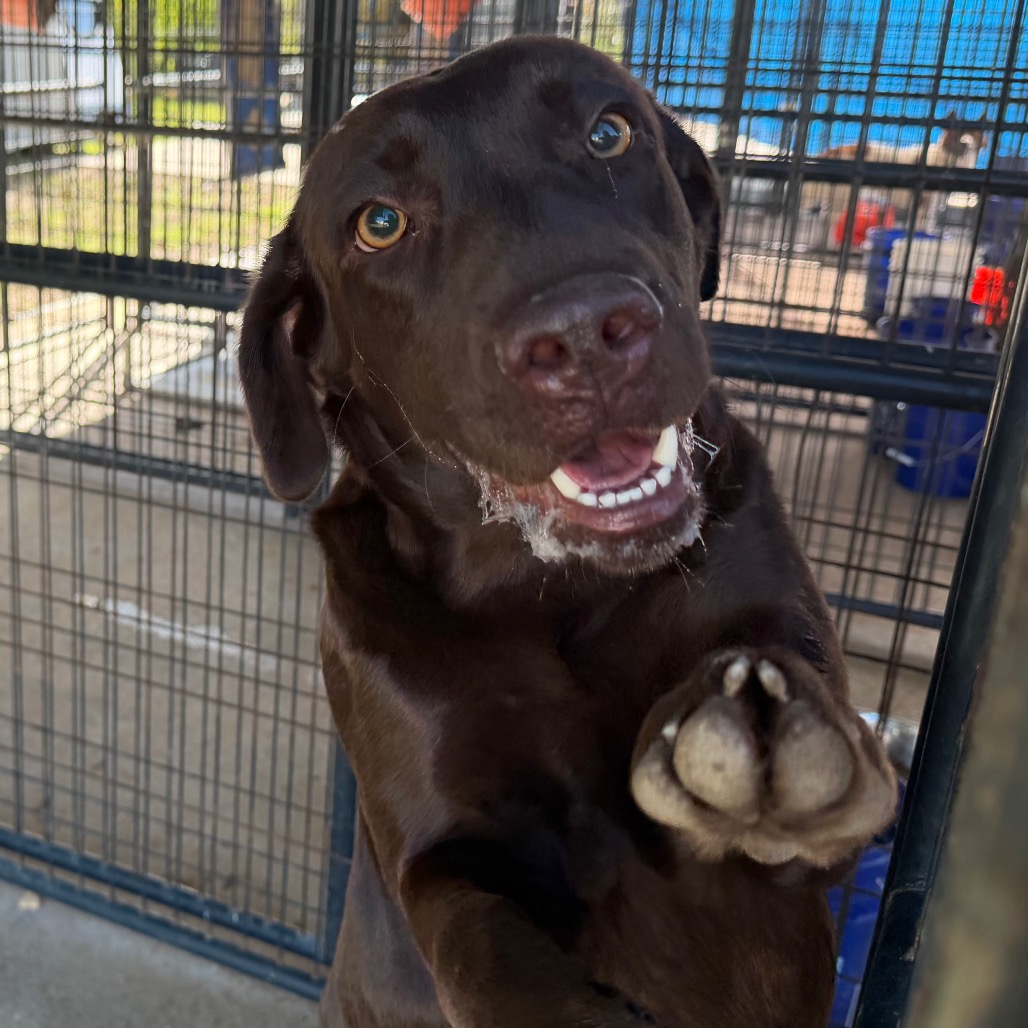 Shelter Stray Male Dog last seen , 141 Canna Ln, Lake Jackson, TX 77566, USA