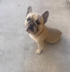 Lost Male Dog last seen Cimarron and Ducharme, Las Vegas, NV 89145