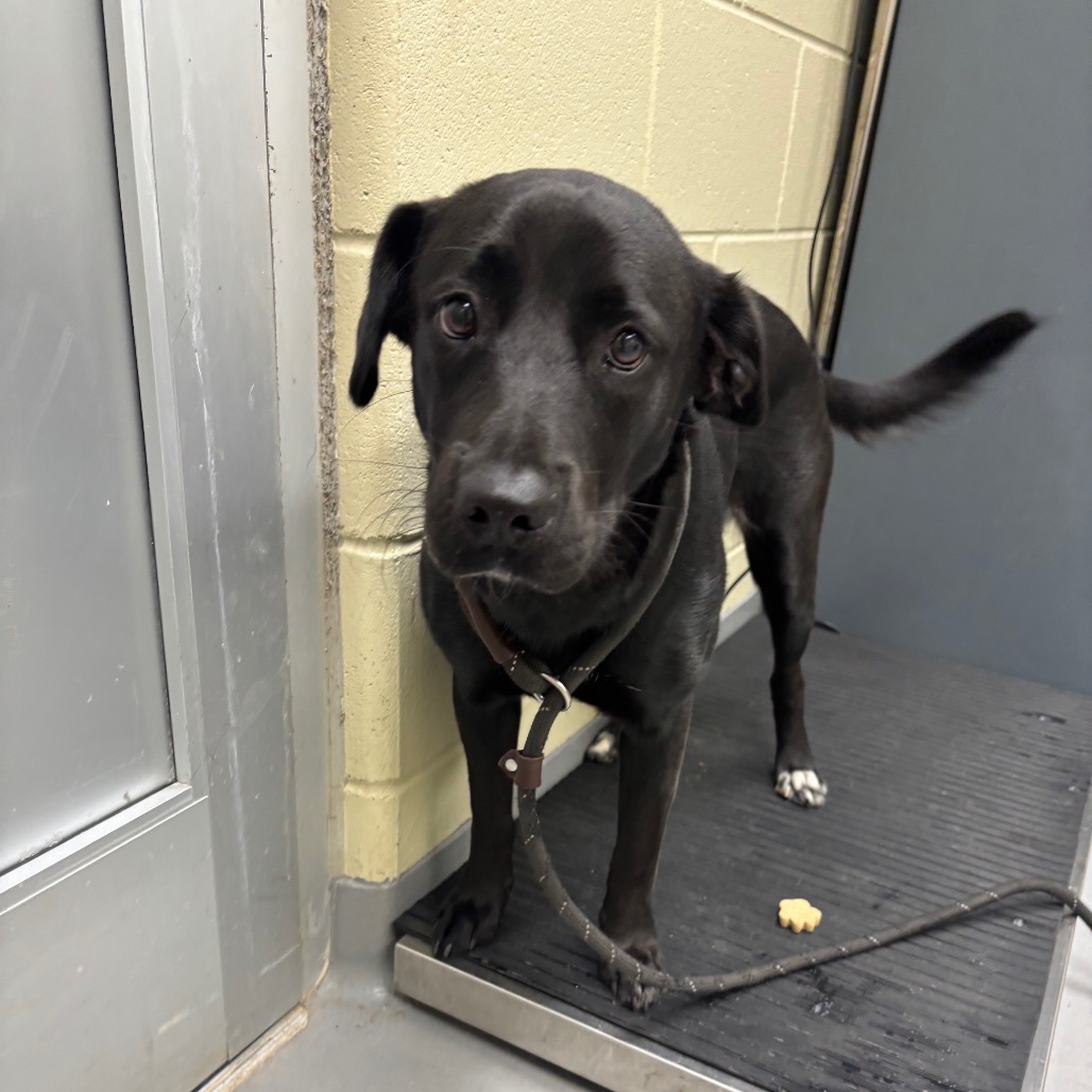 Shelter Stray Female Dog last seen , 4900 Milgen Rd, Columbus, GA 31907, USA