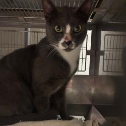 Shelter Stray Male Cat last seen , 54687 Co Rd 19, Bristol, IN 46507, USA