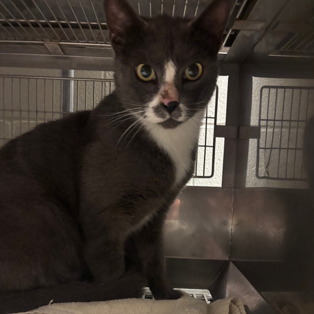 Shelter Stray Male Cat last seen , 54687 Co Rd 19, Bristol, IN 46507, USA