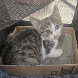 Shelter Stray Male Cat last seen , 54687 Co Rd 19, Bristol, IN 46507, USA