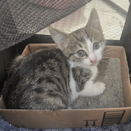 Shelter Stray Male Cat last seen , 54687 Co Rd 19, Bristol, IN 46507, USA