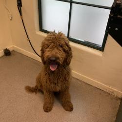Shelter Stray Male Dog last seen , 361 S Raymond Ave, Pasadena, CA 91105, USA