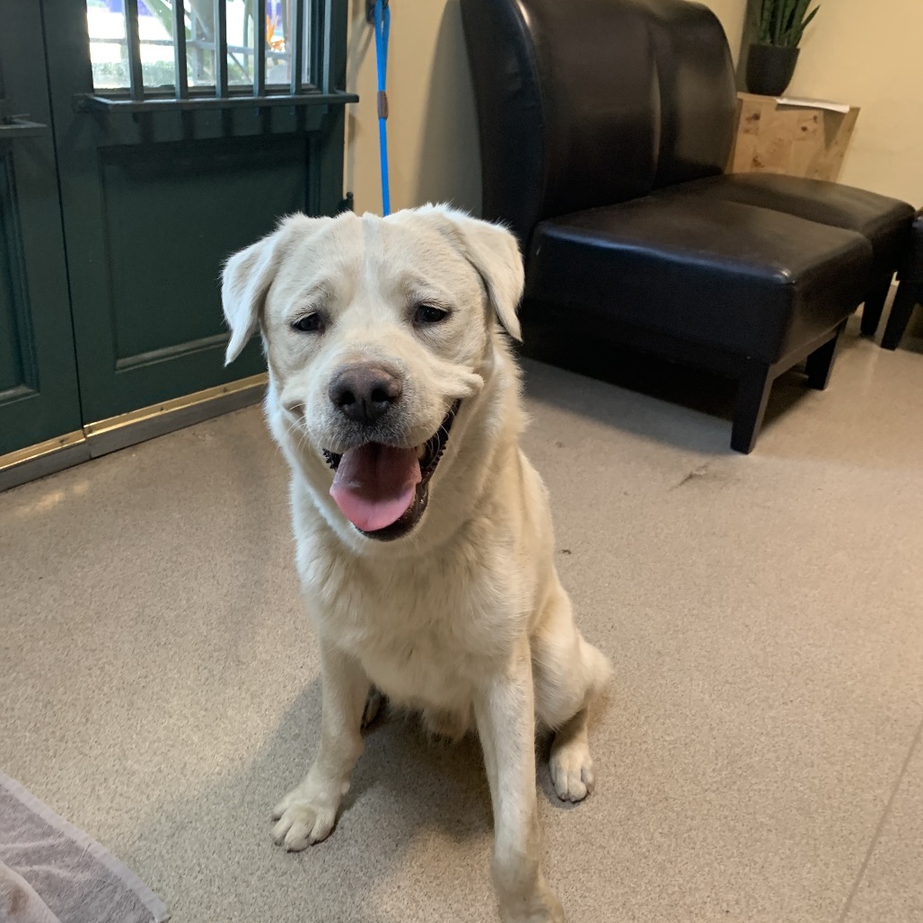 Shelter Stray Male Dog last seen , 361 S Raymond Ave, Pasadena, CA 91105, USA