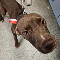 Shelter Stray Male Dog last seen , 8464 Beach Blvd, Jacksonville, FL 32216, USA